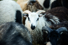 Load image into Gallery viewer, Dottie