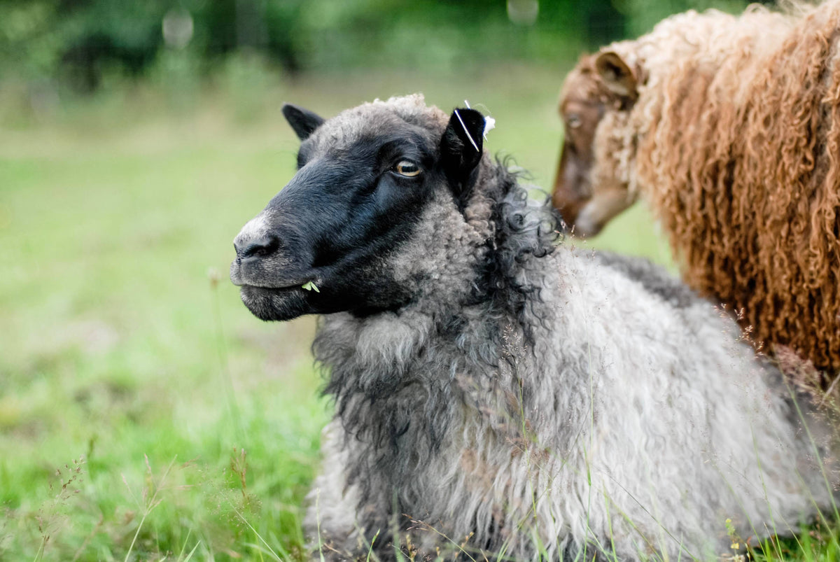 Grete – Widnor Farms